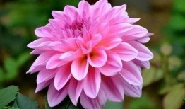 大丽花角色爆料视频,爆料视频中的惊人内幕