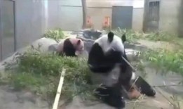 香妈最新爆料视频,揭秘娱乐圈惊人内幕！